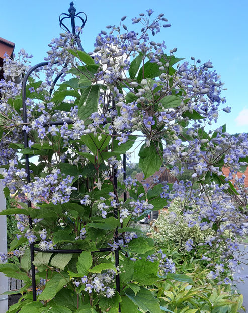 Clematis heracleifolia `Mrs Robert Brydon`